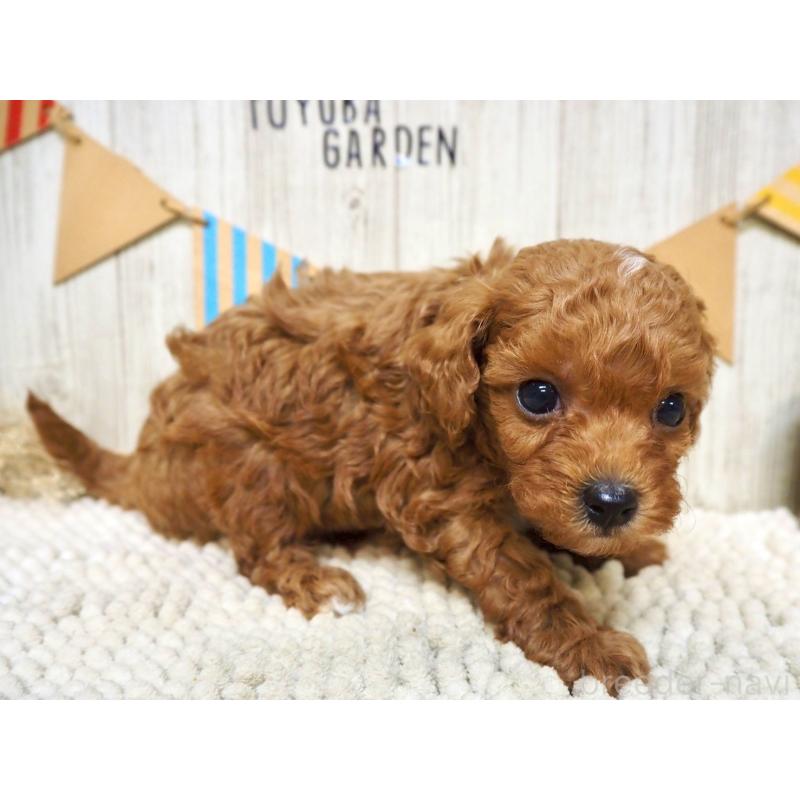 販売中の佐賀県のトイプードル-424324の4枚目