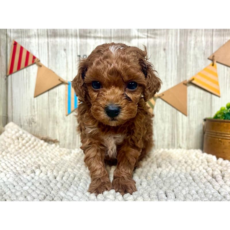 販売中の佐賀県のトイプードル-424324の3枚目