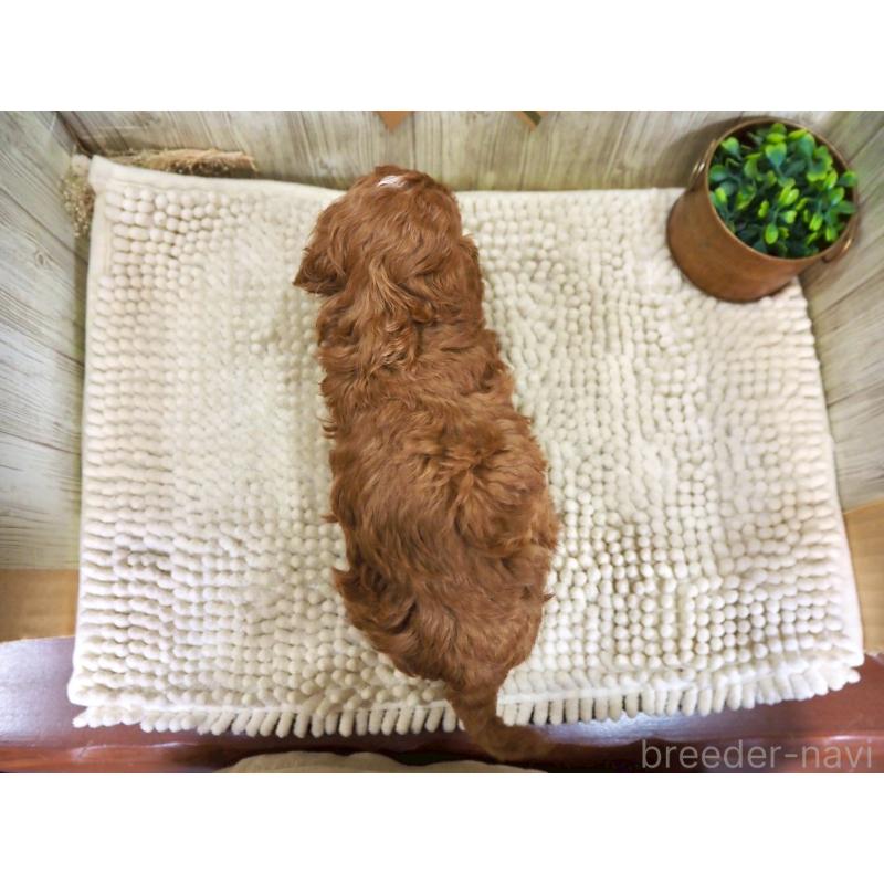 販売中の佐賀県のトイプードル-424324の2枚目