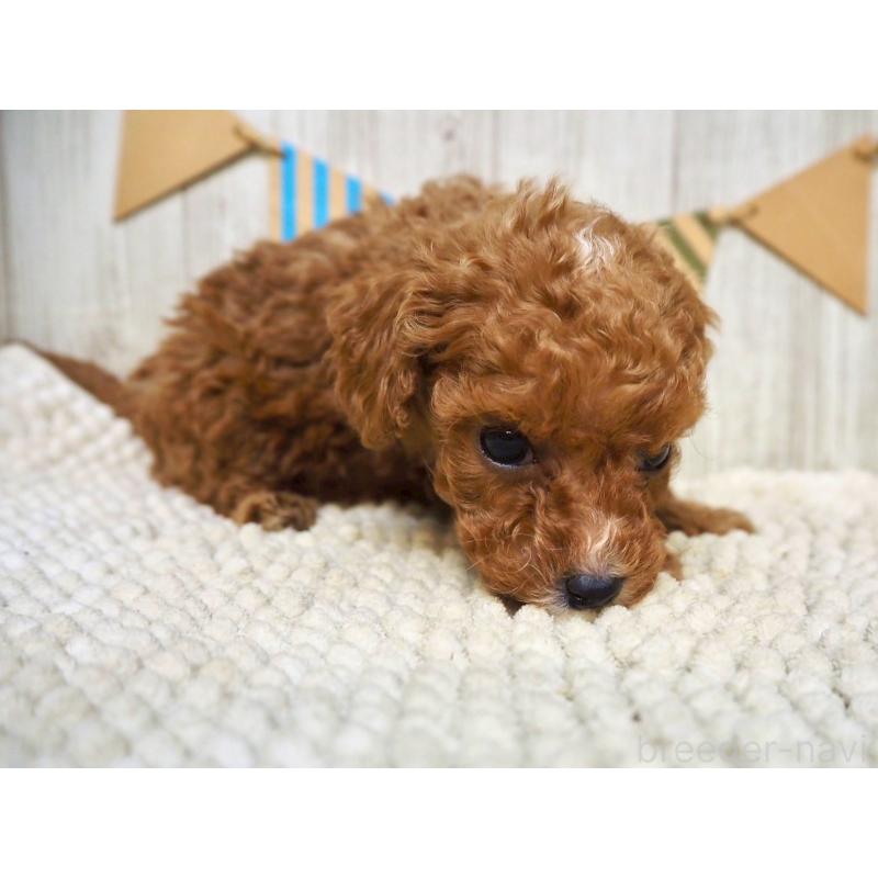 販売中の佐賀県のトイプードル-424327の4枚目