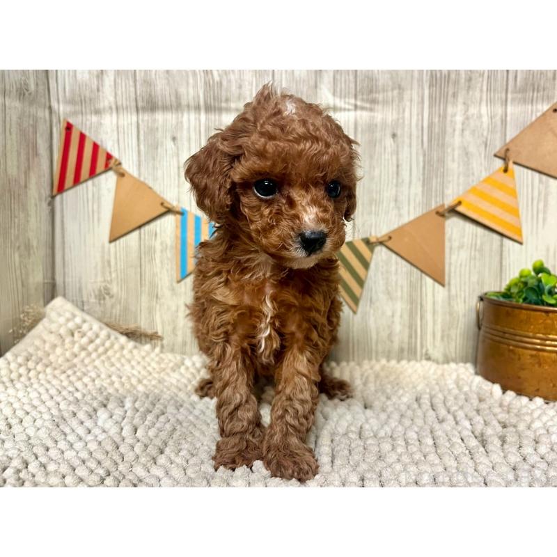 販売中の佐賀県のトイプードル-424327の3枚目