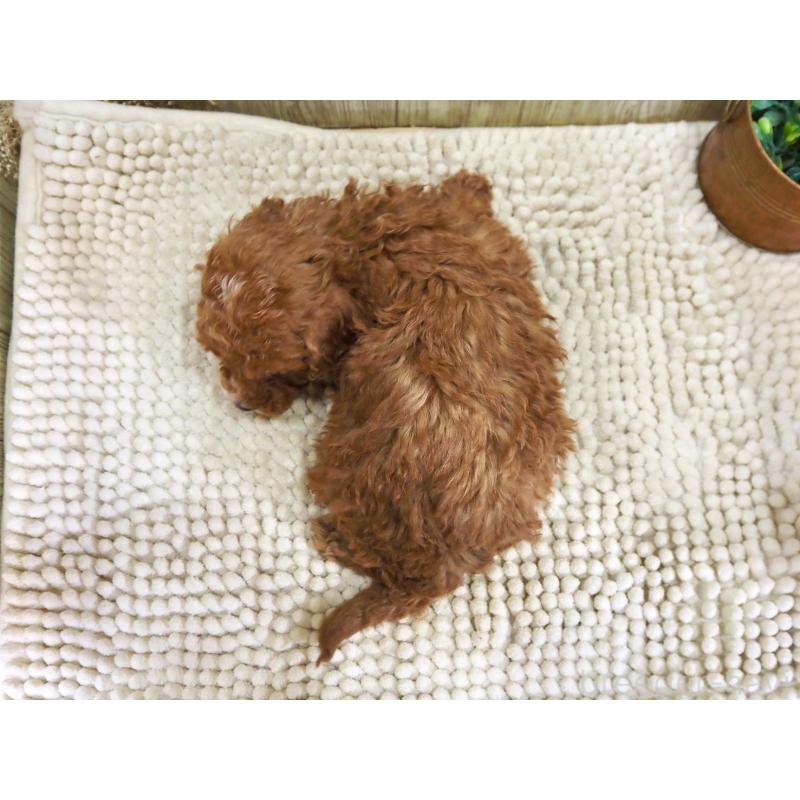 販売中の佐賀県のトイプードル-424327の2枚目