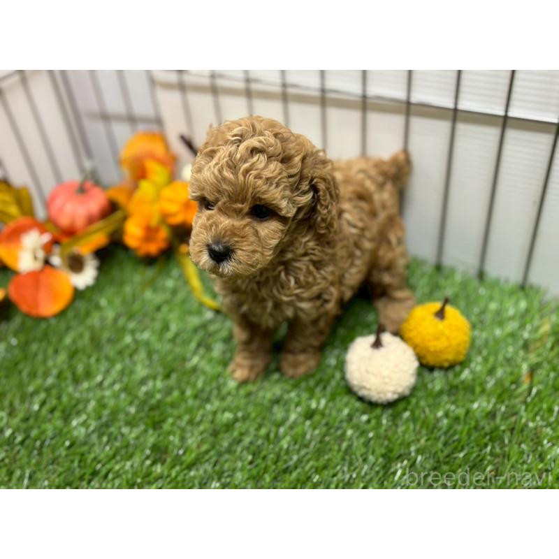 販売中の鹿児島県のトイプードル-424325の3枚目