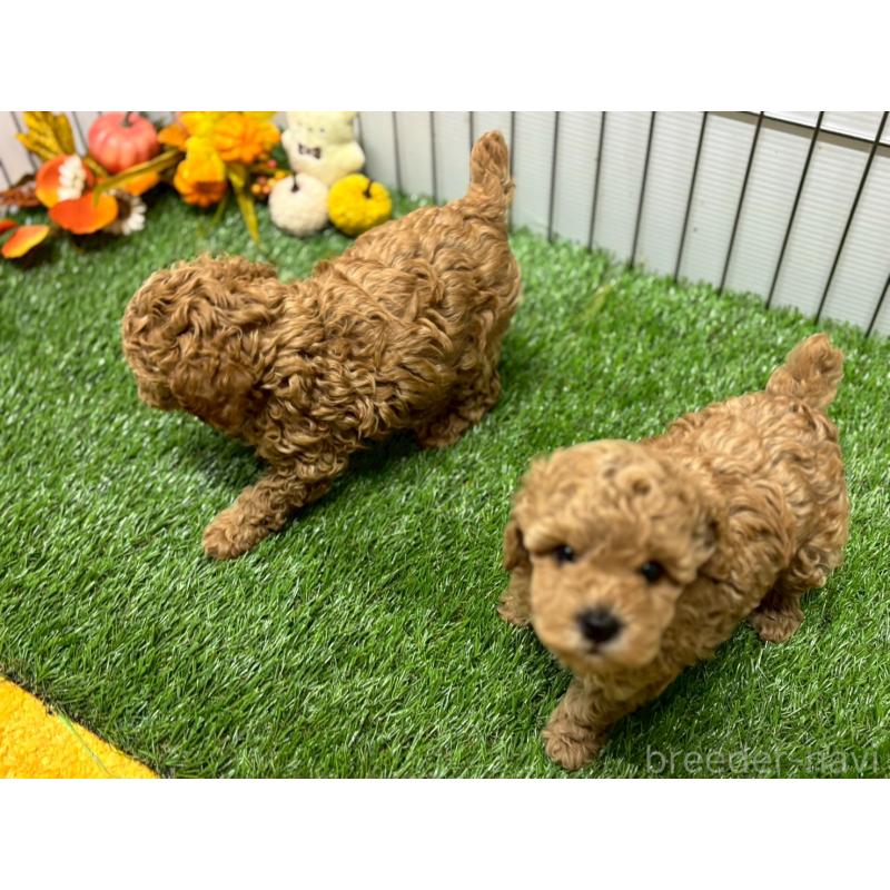 販売中の鹿児島県のトイプードル-424325の2枚目