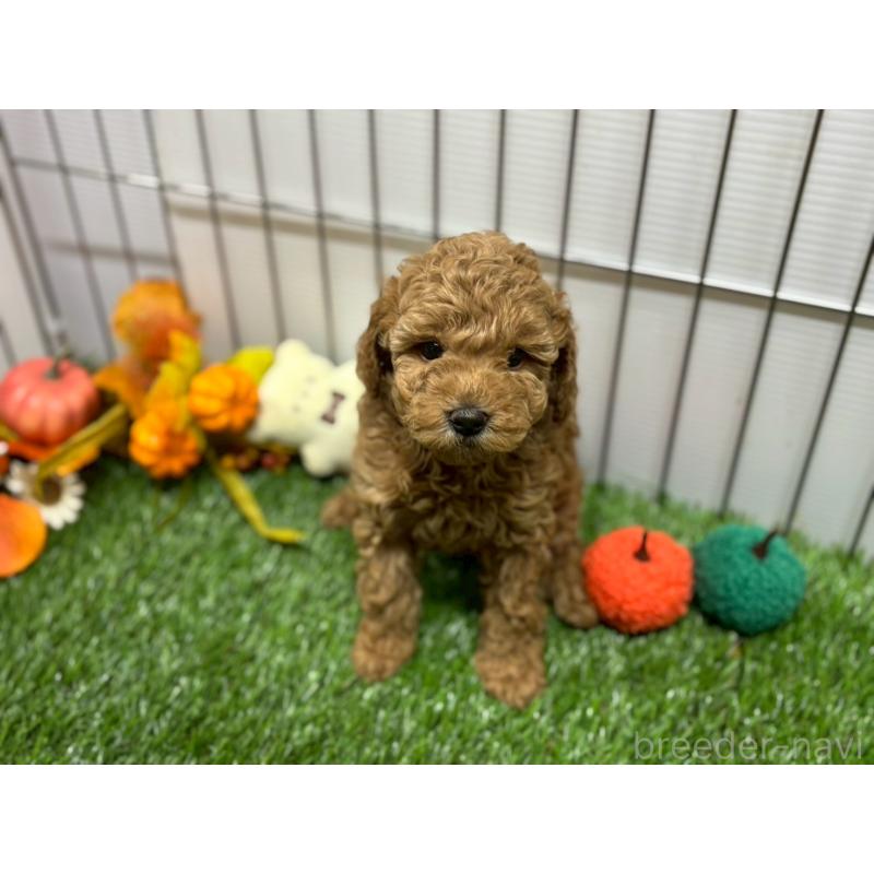 販売中の鹿児島県のトイプードル-424328の6枚目