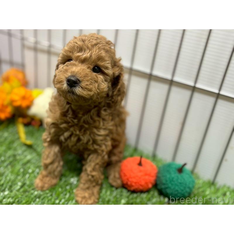 販売中の鹿児島県のトイプードル-424328の5枚目