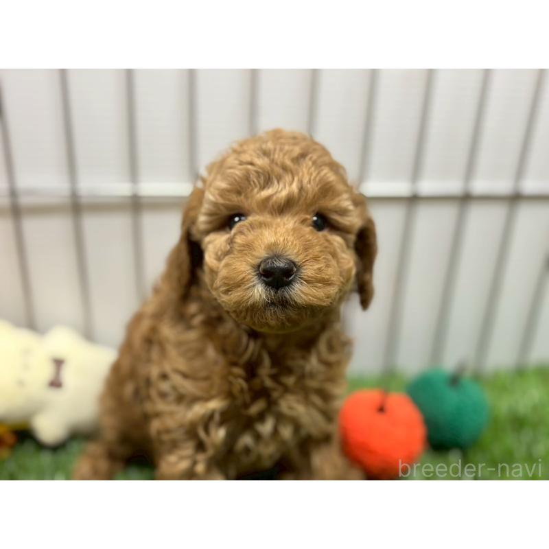 販売中の鹿児島県のトイプードル-424328の4枚目
