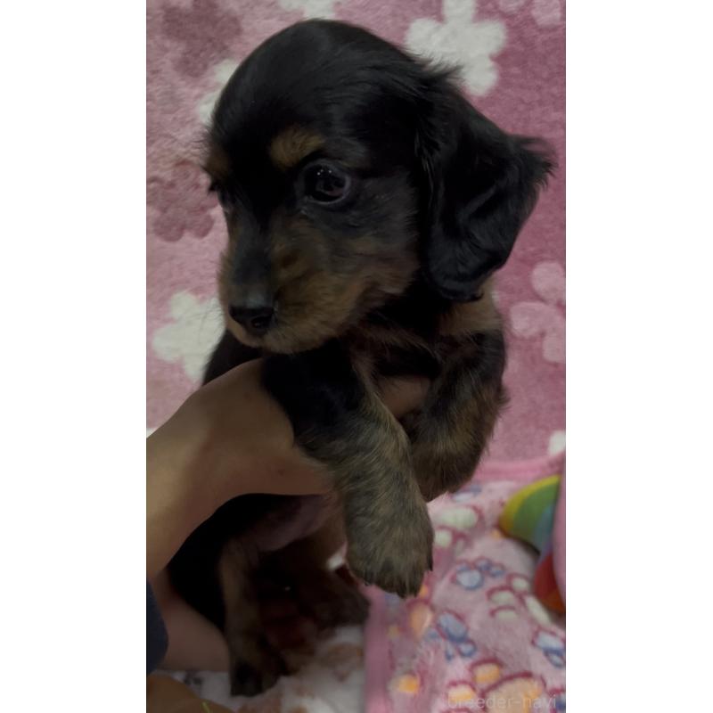 販売中の茨城県のミニチュアダックスフンド(ロングヘアード)-424329の6枚目