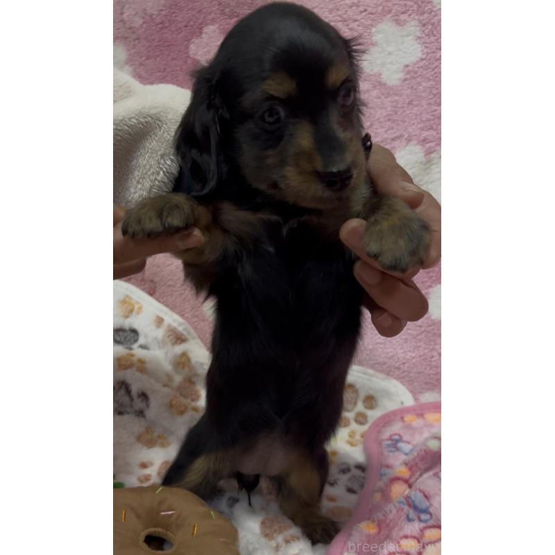 販売中の茨城県のミニチュアダックスフンド(ロングヘアード)-424329の5枚目