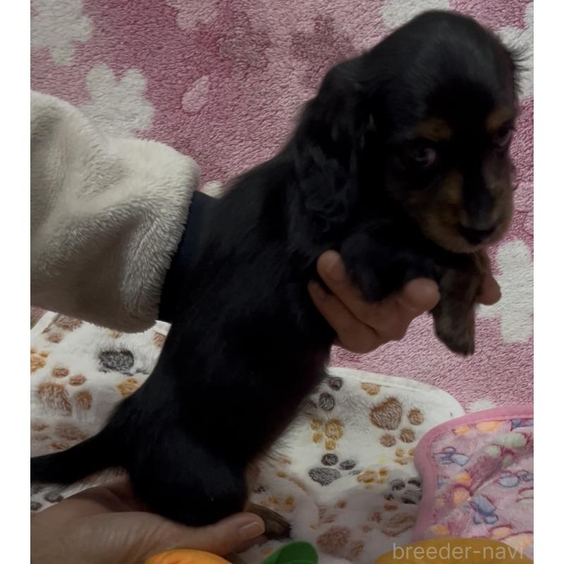 販売中の茨城県のミニチュアダックスフンド(ロングヘアード)-424329の4枚目