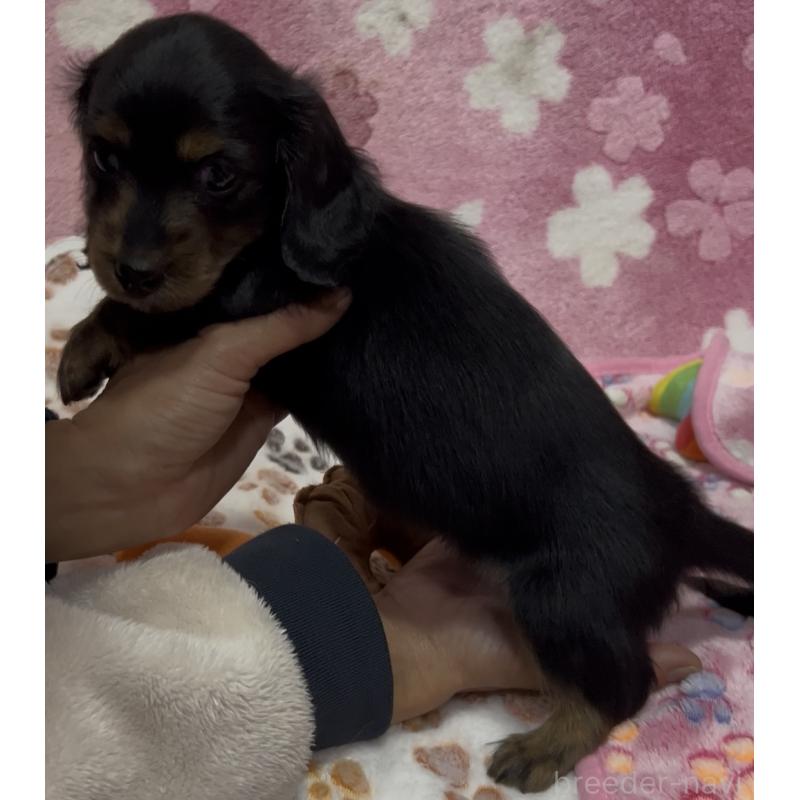 販売中の茨城県のミニチュアダックスフンド(ロングヘアード)-424329の2枚目