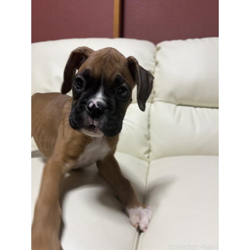 販売中の滋賀県のボクサー-424330の6枚目