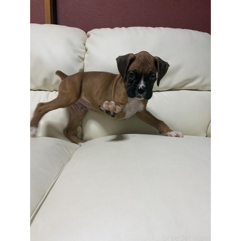 販売中の滋賀県のボクサー-424330の5枚目