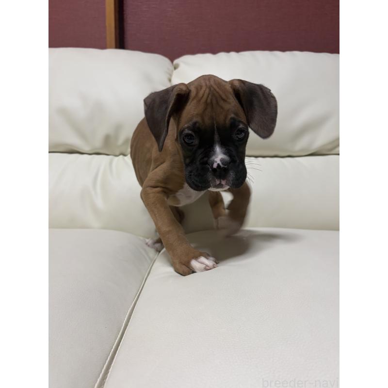 販売中の滋賀県のボクサー-424330の3枚目