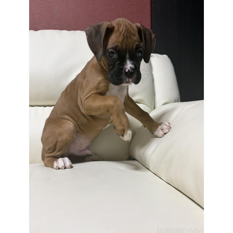 販売中の滋賀県のボクサー-424330の2枚目