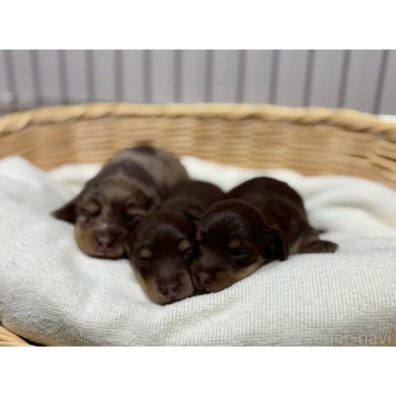 販売中の鹿児島県のミニチュアダックスフンド(ロングヘアード)-424331の3枚目