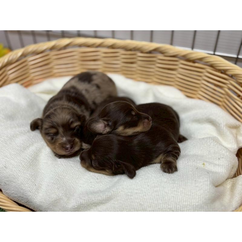 販売中の鹿児島県のミニチュアダックスフンド(ロングヘアード)-424331の2枚目