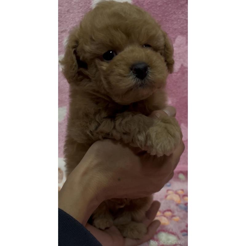 販売中の茨城県のタイニープードル-424335の5枚目