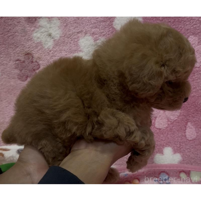 販売中の茨城県のタイニープードル-424335の4枚目