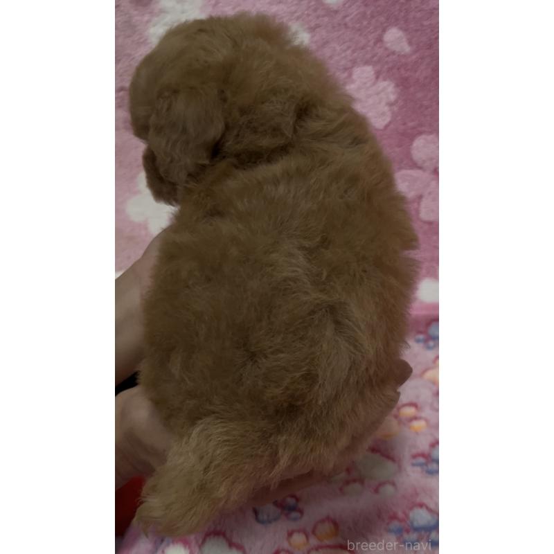 販売中の茨城県のタイニープードル-424335の3枚目