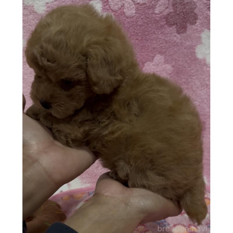 販売中の茨城県のタイニープードル-424335の2枚目