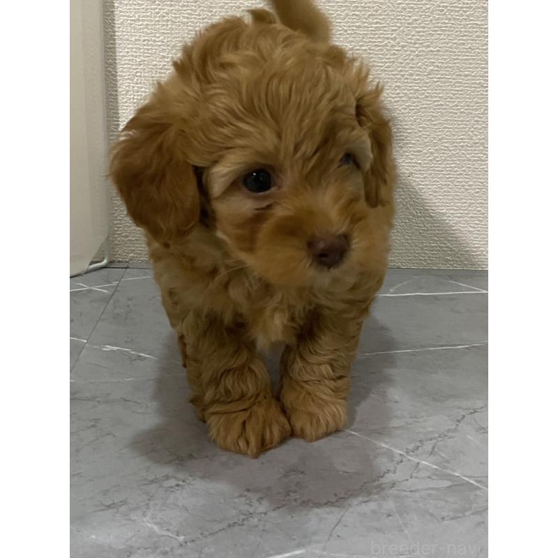 販売中の宮崎県のマルプー:マルチーズ×トイプードル-424334の5枚目