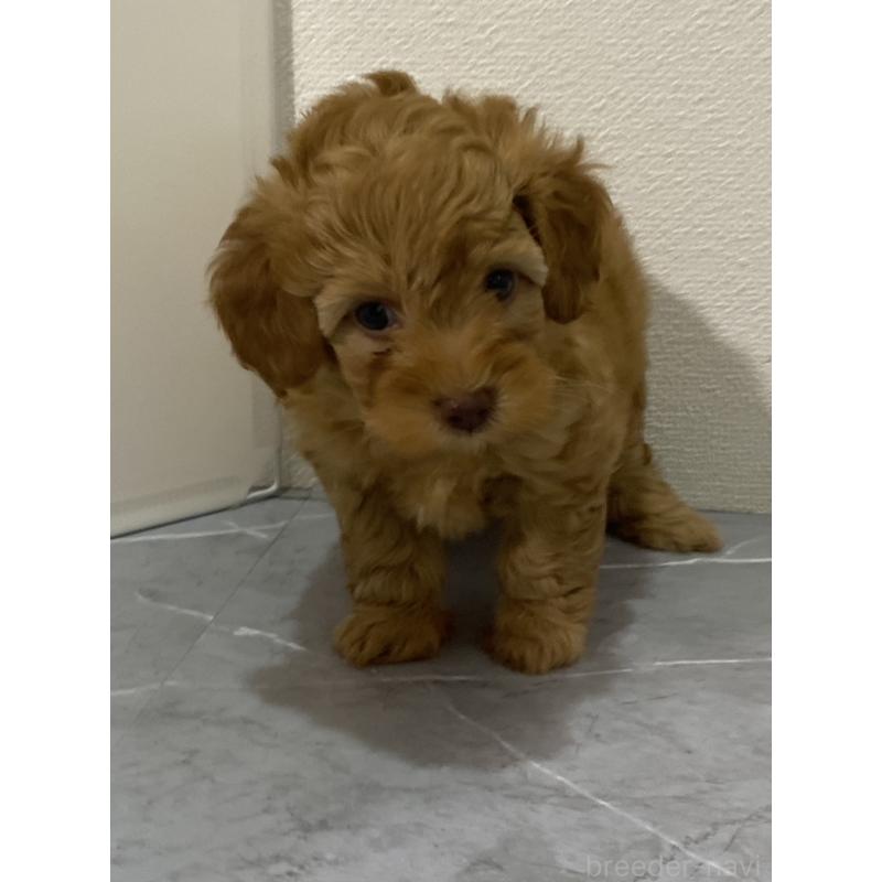 販売中の宮崎県のマルプー:マルチーズ×トイプードル-424334の4枚目