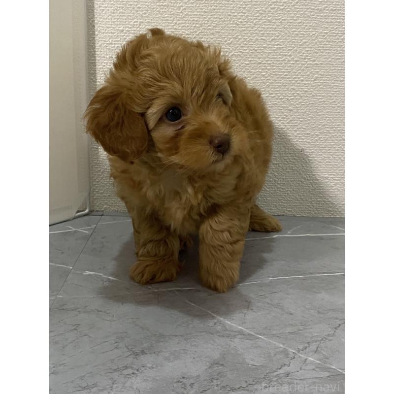 販売中の宮崎県のマルプー:マルチーズ×トイプードル-424334の3枚目