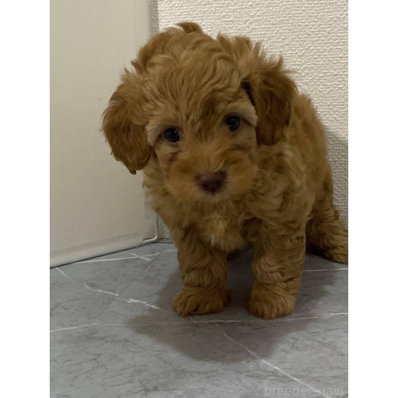 販売中の宮崎県のマルプー:マルチーズ×トイプードル-424334の2枚目