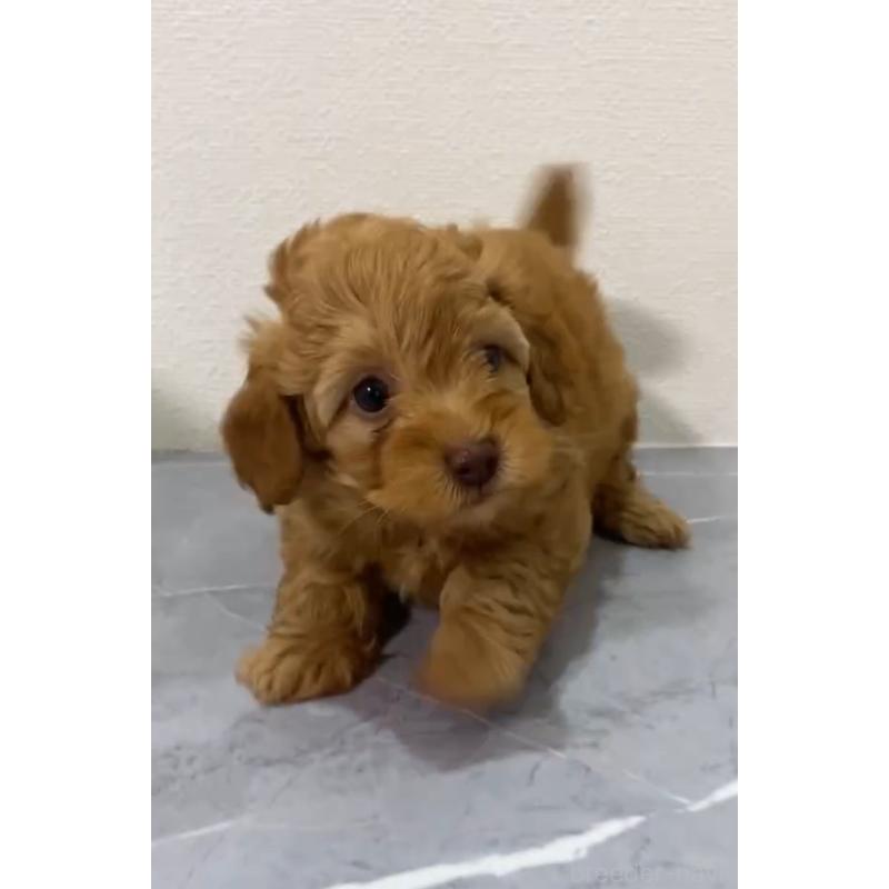 販売中の宮崎県のマルプー:マルチーズ×トイプードル-424334の1枚目