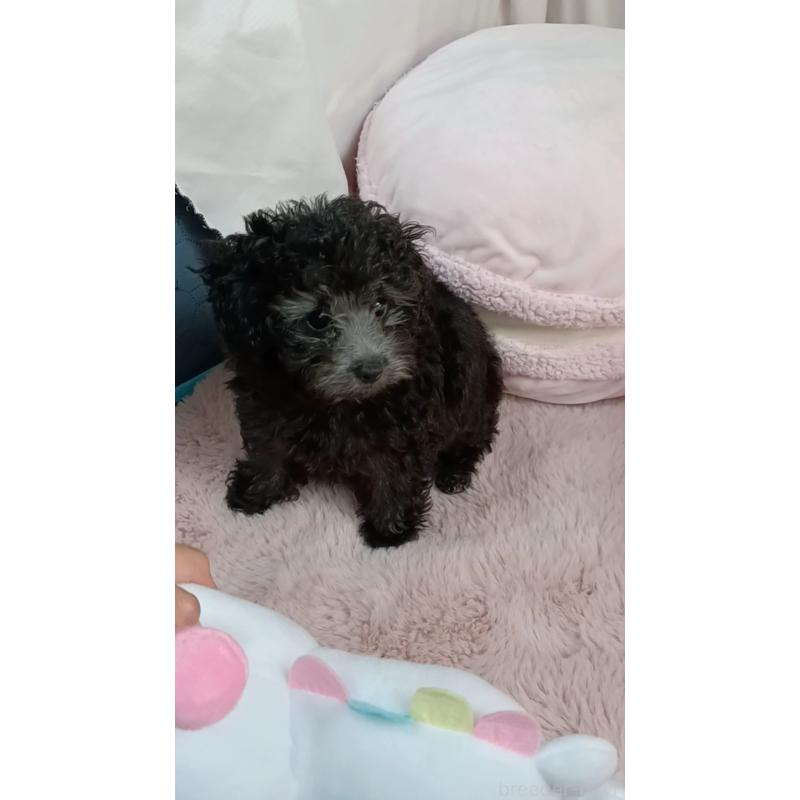 販売中の三重県のタイニープードル-410266の20枚目