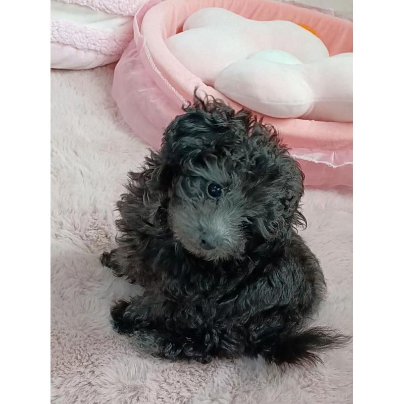 販売中の三重県のタイニープードル-410266の19枚目