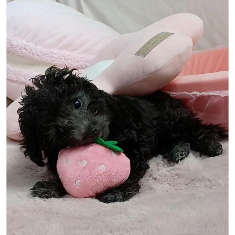 販売中の三重県のタイニープードル-410266の18枚目