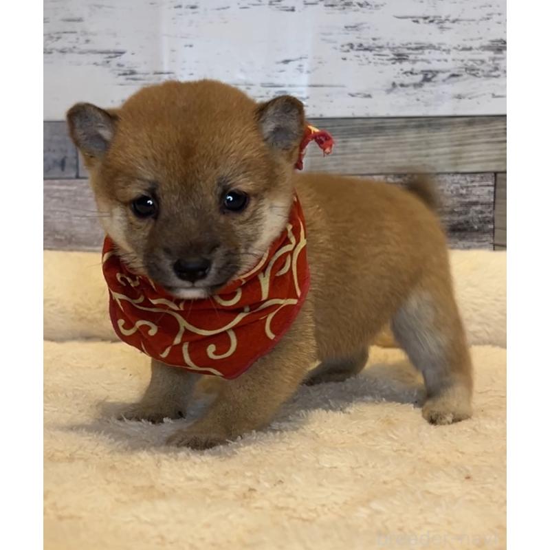 販売中の茨城県の豆柴-424336の5枚目