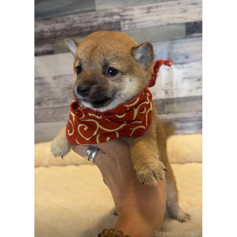 販売中の茨城県の豆柴-424336の4枚目