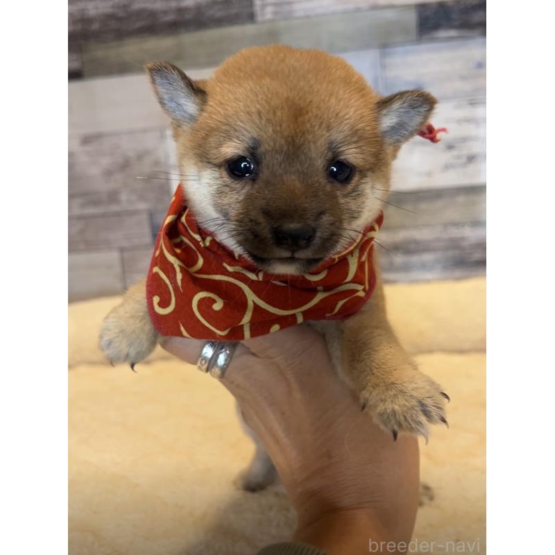 販売中の茨城県の豆柴-424336の3枚目