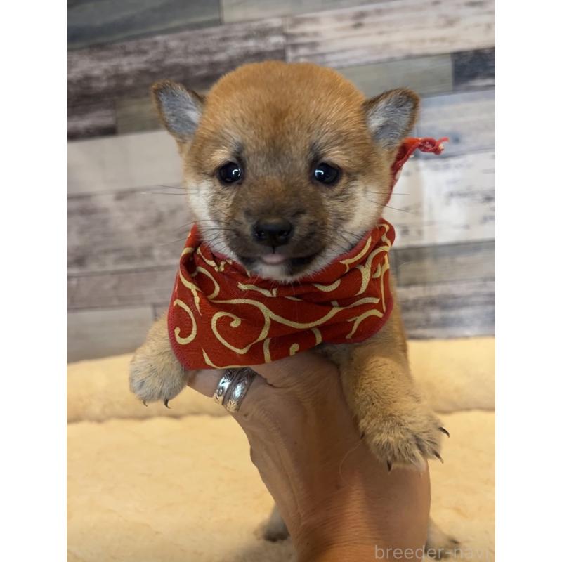 販売中の茨城県の豆柴-424336の2枚目