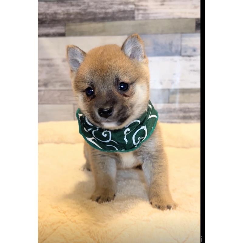 販売中の茨城県の豆柴-424337の5枚目