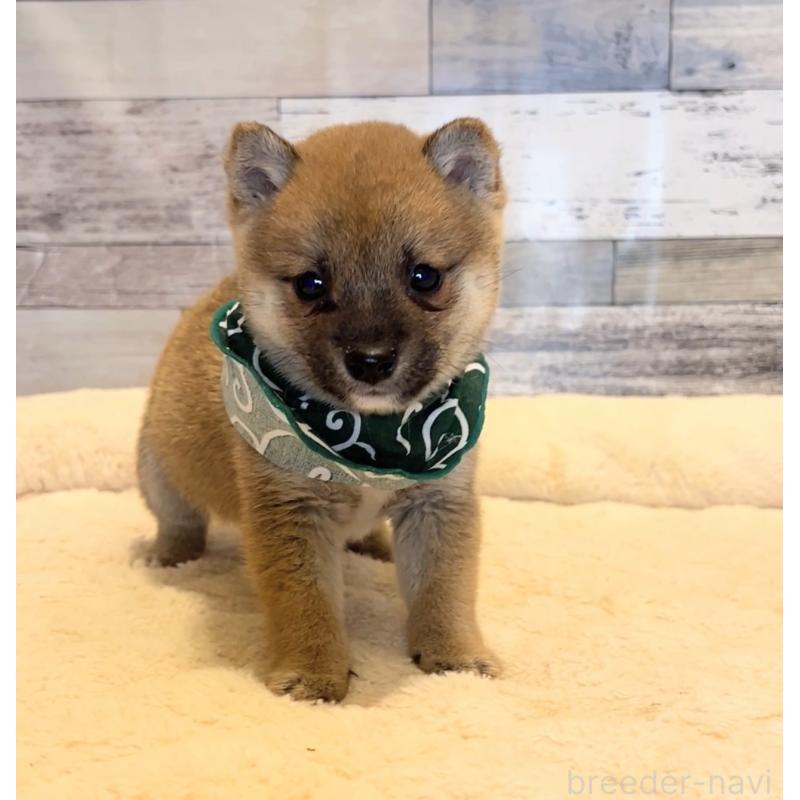 販売中の茨城県の豆柴-424337の4枚目