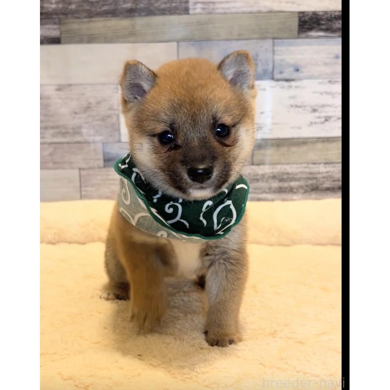 販売中の茨城県の豆柴-424337の3枚目