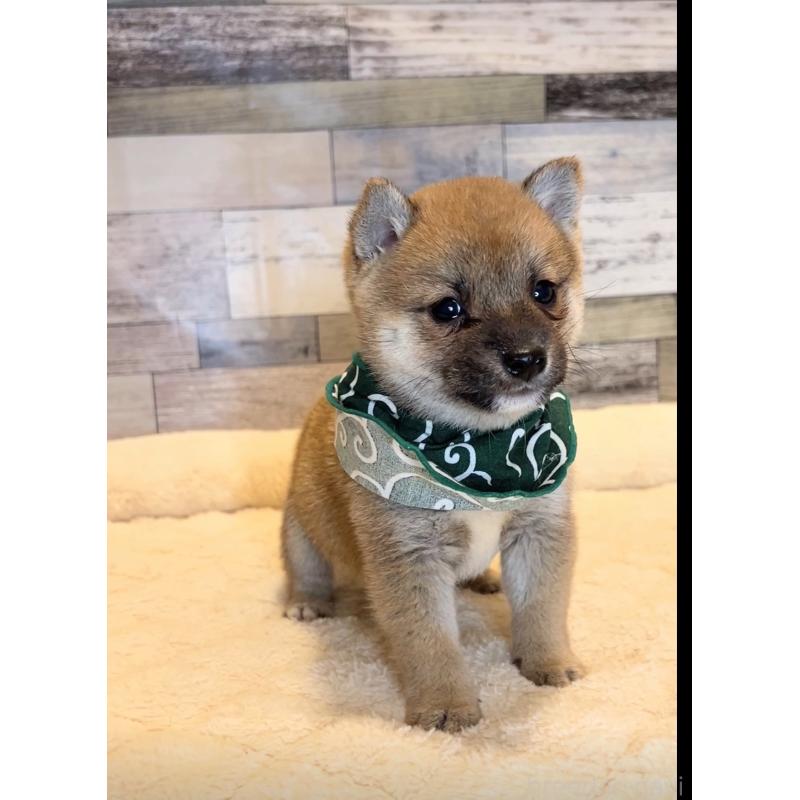 販売中の茨城県の豆柴-424337の2枚目