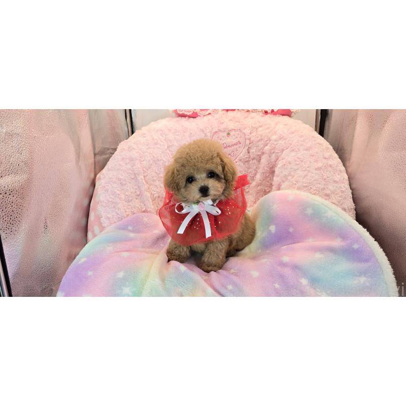 販売中の沖縄県のミックス犬-420674の2枚目