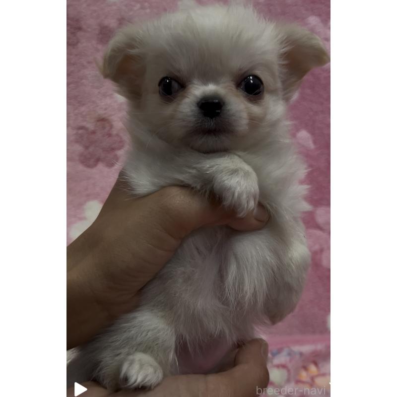 販売中の茨城県のチワワ(ロングコート)-424338の5枚目