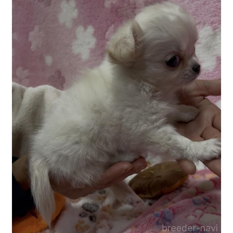 販売中の茨城県のチワワ(ロングコート)-424338の4枚目