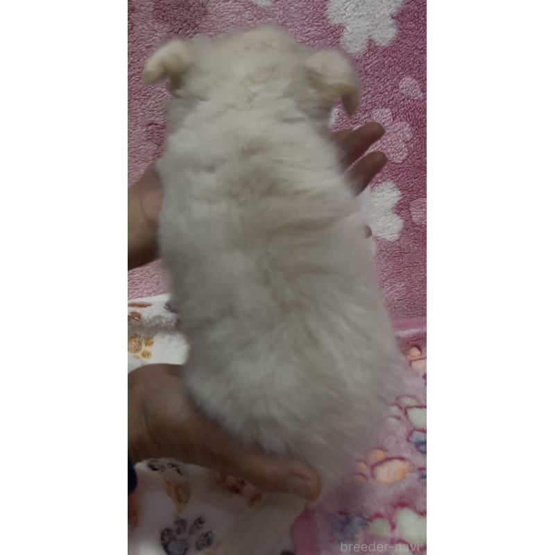 販売中の茨城県のチワワ(ロングコート)-424338の3枚目