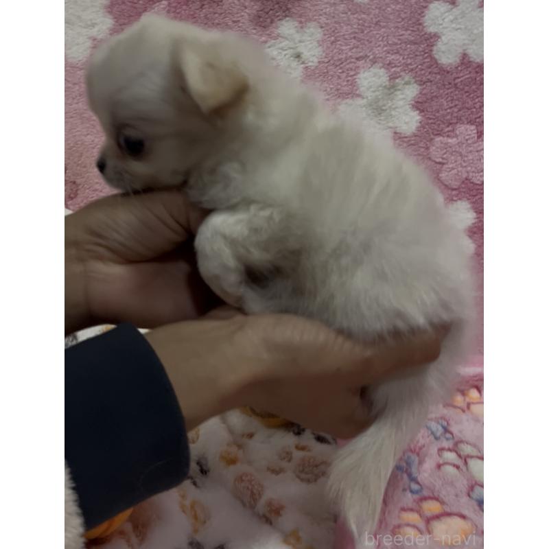 販売中の茨城県のチワワ(ロングコート)-424338の2枚目