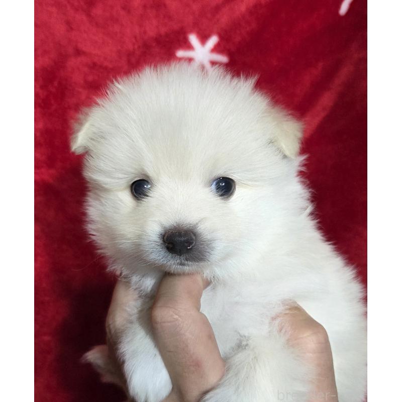 販売中の福岡県のポメラニアン-421066