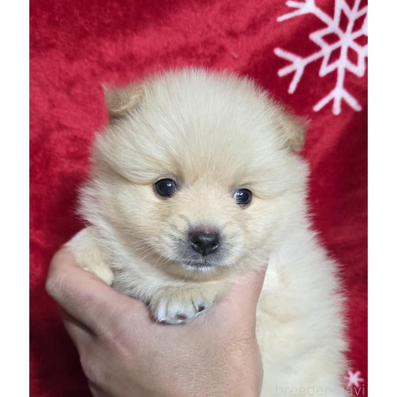販売中の福岡県のポメラニアン-421062