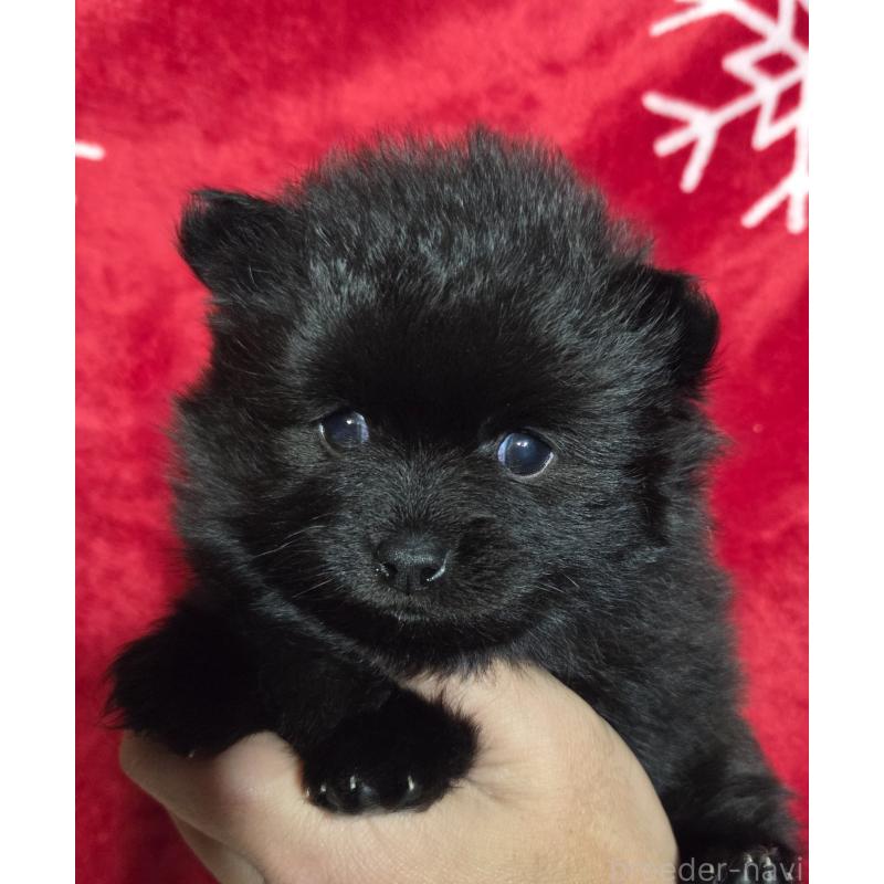 販売中の福岡県のポメラニアン-421067