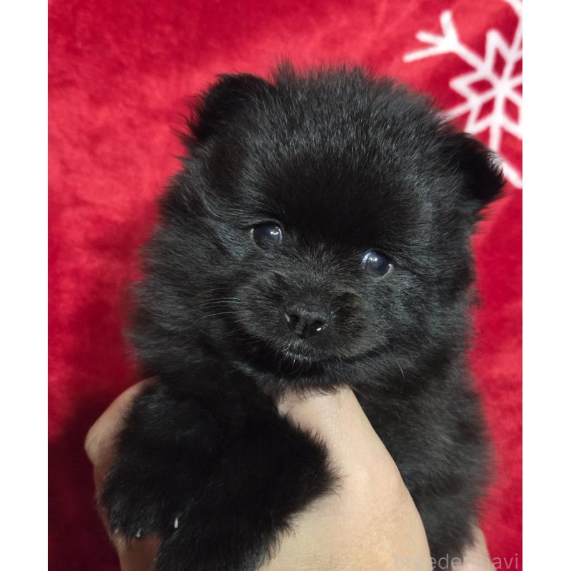 販売中の福岡県のポメラニアン-421069